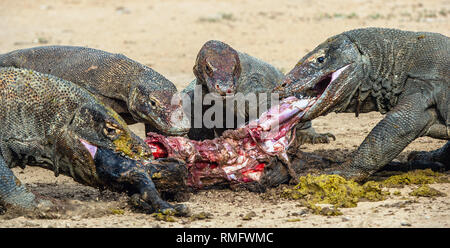 Les dragons ont déchiré des proies. Le dragon de Komodo, nom scientifique : Varanus komodoensis, est le plus grand lézard vivant au monde. L'habitat naturel. Sur l'île Banque D'Images