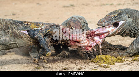 Les dragons ont déchiré des proies. Le dragon de Komodo, nom scientifique : Varanus komodoensis, est le plus grand lézard vivant au monde. L'habitat naturel. Sur l'île Banque D'Images