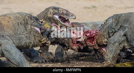 Les dragons ont déchiré des proies. Le dragon de Komodo, nom scientifique : Varanus komodoensis, est le plus grand lézard vivant au monde. L'habitat naturel. Sur l'île Banque D'Images