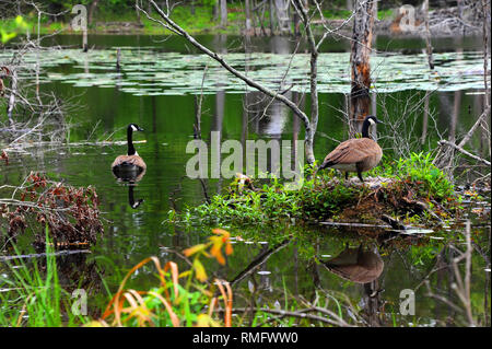 Couple d'oies canadiennes veillent à leurs nid d'oeufs sur le lac Cooty dans le sud de l'Arkansas. Banque D'Images