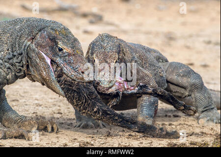 Les dragons ont déchiré des proies. Le dragon de Komodo, nom scientifique : Varanus komodoensis, est le plus grand lézard vivant au monde. L'habitat naturel. Sur l'île Banque D'Images