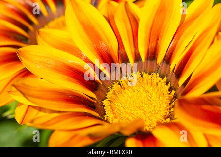 Gazania rigens var Aube rouge qui est en pleine floraison Banque D'Images