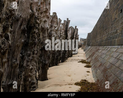 Mur et de troncs d'arbre sur la plage de Saint-Malo (Bretagne, France) à marée haute sur un jour nuageux en été Banque D'Images