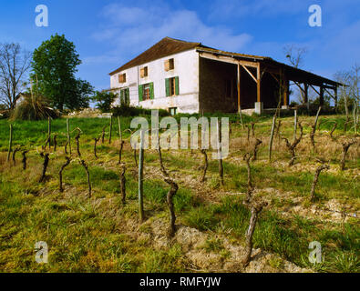 Voir à ne plus vieilles vignes chez le duo, un traditionnel en pierre, ancienne ferme à bas-côtés à l'extérieur de St Vivien de Monségur, près de La Réole, Bordeaux, France. Banque D'Images