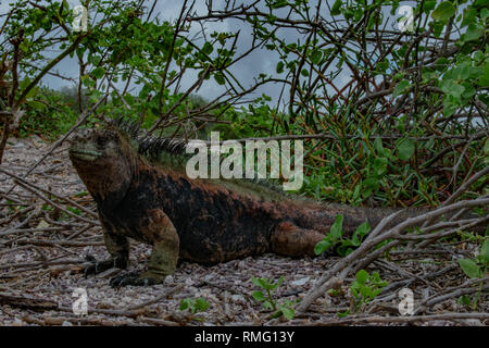 Grand iguane marin Banque D'Images