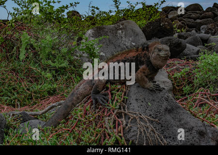 Grand iguane marin Banque D'Images