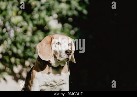 Beagle mignon sur la pelouse dans le jardin Banque D'Images