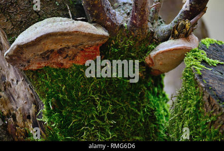 Mousse et champignons poussant sur un prunier Banque D'Images