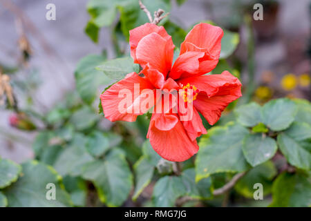 Une fleur Chaba (Hibiscus rosa-sinensis) chinois rose, couleur rouge, qui fleurit au cours de la lumière du soleil du matin. dans un jardin tropical en fond vert. Avec l'exemplaire Banque D'Images
