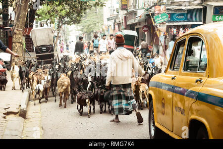 Mirza Ghalib Street, New Market, Kolkata, Décembre 2, 2018 : un musulman homme butcher prenant les bovins domestiques à l'abattoir pendant Eid Al-Adha. L'Eid al Banque D'Images