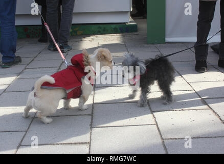 Toy poodle meeting Chihuahua Mix, sniffling l'un à l'autre. Banque D'Images