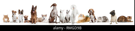 D'autres chiens et chats looking at camera isolated on a white background studio Banque D'Images