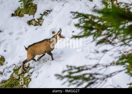 Chèvre sauvage (chamois/capra neagra) se déplaçant rapidement sur des terrains de montagne, Vue de derrière un arbre, en Piatra Craiului (montagnes des Carpates), Banque D'Images