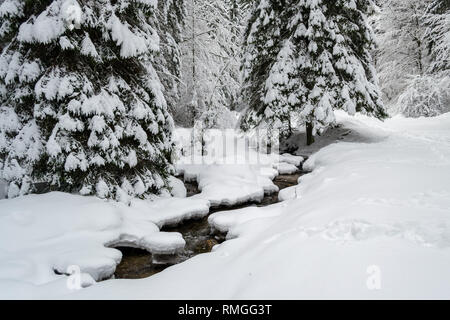 Rivière sinueuse dans la neige profonde, sous le sapin blanc, dans un gel, froid, journée d'hiver dans une forêt à Piatra Mare (montagnes des Carpates), Roumanie Banque D'Images