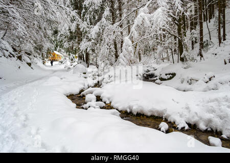 Cours d'eau méandrique avec de la neige profonde banques, passant sous le sapin blanc des arbres, vers un accueil chaleureux, en bois, refuge de montagne, dans une forêt à Piatra Mare des Carpates (m) Banque D'Images