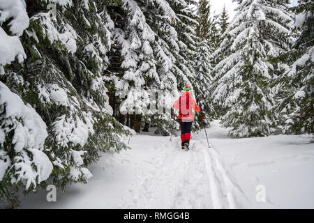 Femme seule touriste sur une neige d'hiver sentier de randonnée, aller passer des sapins couverts de neige, à côté des pistes de ski sur le terrain, à Piatra Mare (Carpathia Banque D'Images