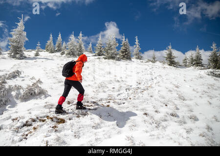 Femme forte qui luttent pour une randonnée vers la montagne enneigée ridge, par le morcellement des sapins couverts de neige, avec vent fort du front - W Banque D'Images