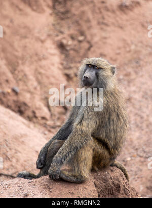 Le babouin Olive femelle, Papio anubis, in Serengeti National Park, Tanzania Banque D'Images