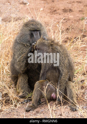 Les hommes et les femmes, les babouins Olive Papio anubis, in Serengeti National Park, Tanzania Banque D'Images