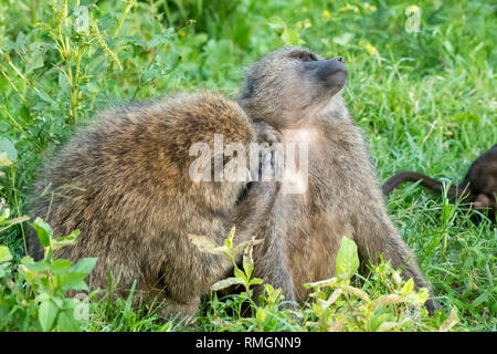 Les babouins Olive femelle, Papio anubis, toilettage à Parc national du lac Nakuru, Kenya Banque D'Images