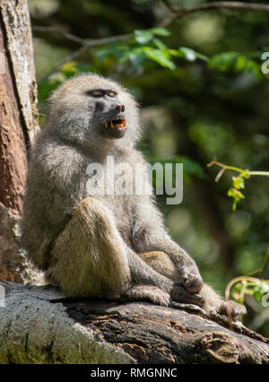 Le babouin Olive mâle, Papio anubis, au Parc National d'Arusha, Tanzanie Banque D'Images