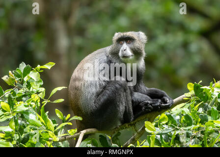 Singe bleu, Cercopithecus mitis, au Parc National d'Arusha, Tanzanie Banque D'Images