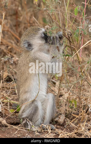 Un singe à face noire, Chlorocebus pygerythrus, dans le parc national de Tarangire, Tanzanie Banque D'Images