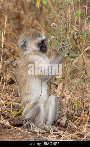 Un singe à face noire, Chlorocebus pygerythrus, dans le parc national de Tarangire, Tanzanie Banque D'Images