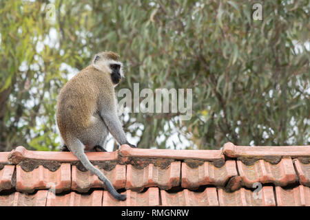 Un singe à face noire, Chlorocebus pygerythrus, est assis sur un toit à Lake Naivasha Country Club, au Kenya Banque D'Images