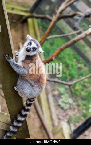 Untitled Document, lemur catta . Lémurien pourrait être trouvé dans Zoo Banque D'Images