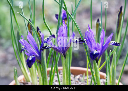 Iris reticulata 'Fabiola' des fleurs dans un pot teracotta. Banque D'Images