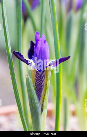 Iris reticulata 'Fabiola' des fleurs dans un pot teracotta. Banque D'Images