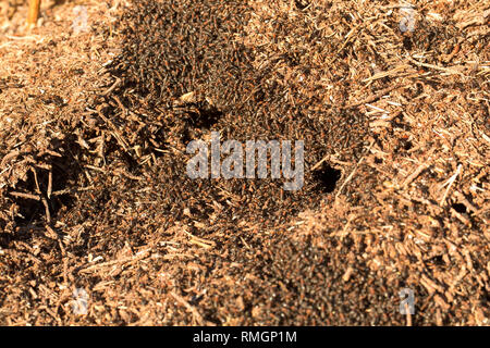 Les fourmis des bois, Formica rufa, dense en nombre en dehors leur nid dans des tons chauds, février soleil. Les fourmis peuvent pulvériser de l'acide formique comme défense contre des agresseurs Banque D'Images