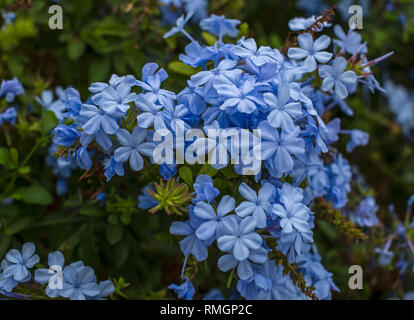 Plumbago auriculata Direction générale de l'épanouissement , belles fleurs bleu doux Banque D'Images