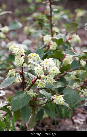 Ribes laurifolium Rosemoor formulaire. Banque D'Images