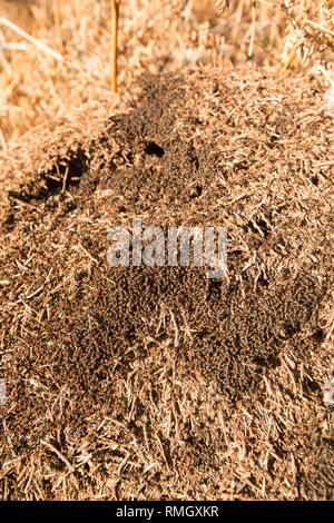 Les fourmis des bois, Formica rufa, dense en nombre en dehors leur nid dans des tons chauds, février soleil. Les fourmis peuvent pulvériser de l'acide formique comme défense contre des agresseurs Banque D'Images