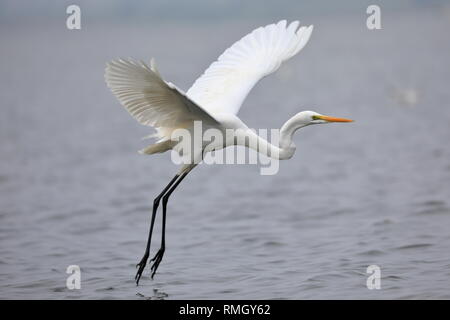 La grande aigrette, aussi connu comme le grand héron blanc est d'une grande aigrette, largement diffusé, en Asie, en Afrique, dans les Amériques, et en Europe du sud. Banque D'Images