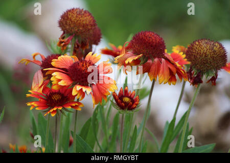 Un cluster de Gaillardia aristata, blanketflowers, à différents stades de floraison Banque D'Images