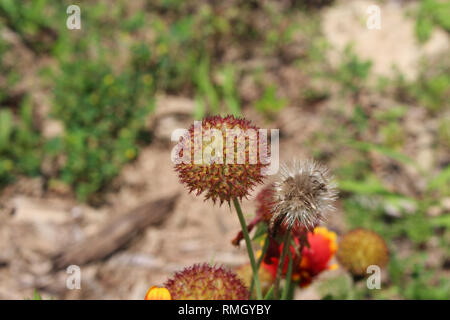 Un cluster de Gaillardia aristata, blanketflowers, aller aux semences Banque D'Images