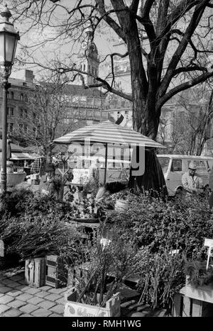 Vue d'un stand de vente, entre autres, des branches de palmier sur le Viktualienmarkt de Munich. Dans l'arrière-plan le clocher de l'église du Saint Pierre. Banque D'Images