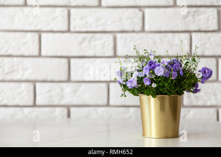 Campanula fleurs dans un pot d'or Banque D'Images