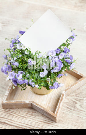 Campanula fleurs dans un pot d'or Banque D'Images