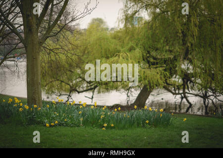 Fleurs jaunes et arbres au bord d'un lac dans un parc de Londres. Le format paysage. Banque D'Images