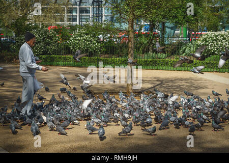 Londres, Royaume-Uni - mai 2018. Un homme âgé se nourrir les pigeons dans un parc. Banque D'Images