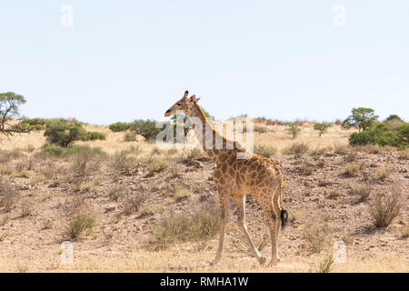 , Girafe Giraffa camelopardalis, marcher le long de la rivière Auob à sec, Kalagadi Transfrontier Park, Northern Cape, Afrique du Sud Banque D'Images