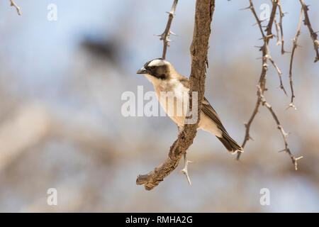 Bruant à sourcils blancs Plocepasser mahali, Weaver, Kgalagadi Transfrontier Park, Northern Cape, Afrique du Sud perché sur la branche d'acacia Thorn Tree Banque D'Images