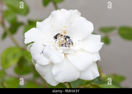 Le hanneton européen fruits blanc, Mauoleopsis amabilis, se nourrissant d'une rose de l'extraction du jus des pétales , Western Cape Afrique du Sud au début de l'été Banque D'Images