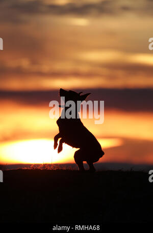 Petit chien pinscher nain dansant sur l'arrière-plan d'un beau coucher du soleil. Banque D'Images