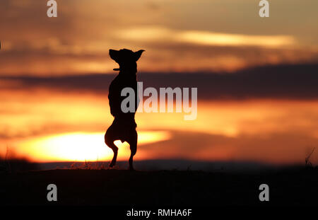 Petit chien pinscher nain dansant sur l'arrière-plan d'un beau coucher du soleil. Banque D'Images