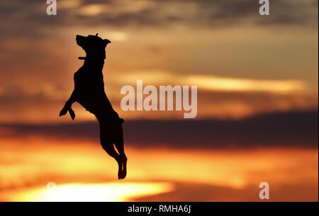 Petit chien pinscher nain dansant sur l'arrière-plan d'un beau coucher du soleil. Banque D'Images